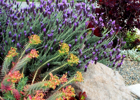 Drought Tolerant.jpg
